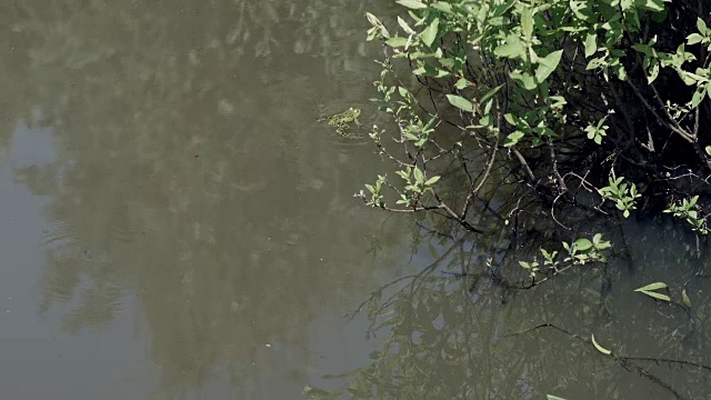 青蛙在沼泽植物的池塘里视频素材