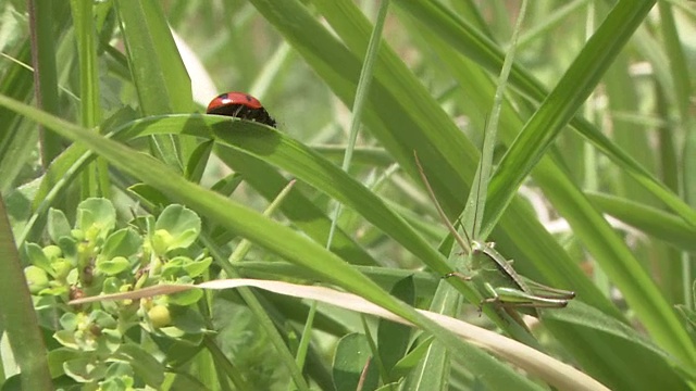 蝈蝈宝宝瞄准一只昆虫视频素材