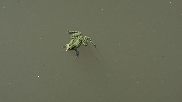 青蛙在池塘里漂浮视频素材