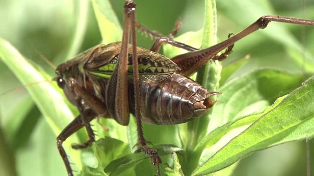 Katydid,尾分队视频素材