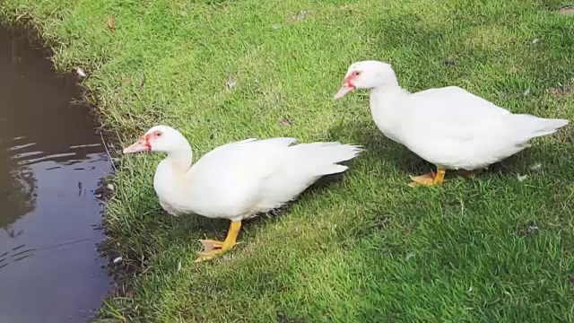 白鸭子在水里洗澡，在池塘里游泳视频素材