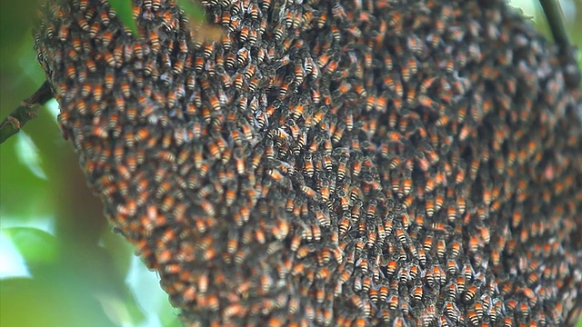 蜂房和树上的蜜蜂视频素材
