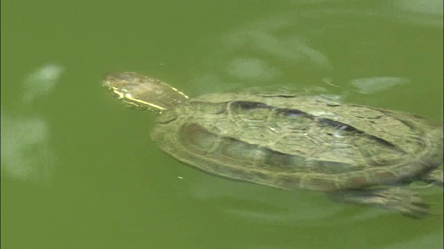 乌龟在池塘里游泳视频素材