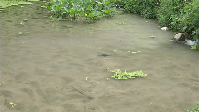 乌龟在泥泞的海底挖洞视频素材