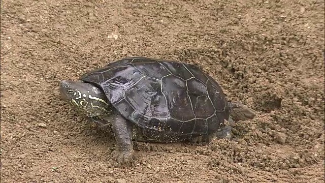 海龟在挖洞产卵视频素材