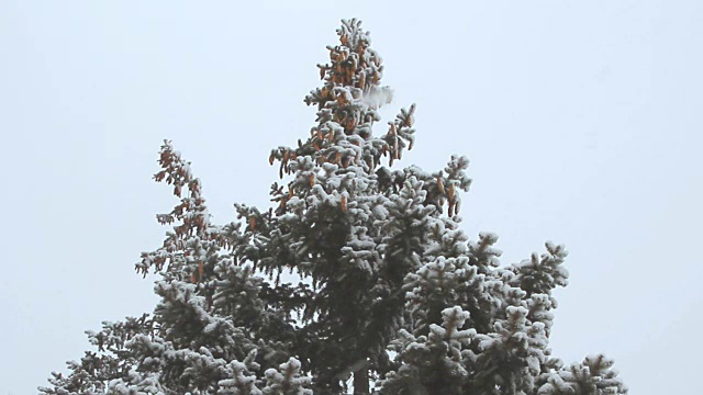 在冬天的雪景下，一棵高高的云杉视频素材