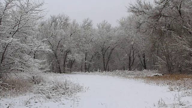 冬天公园里的降雪，树木被雪覆盖视频素材