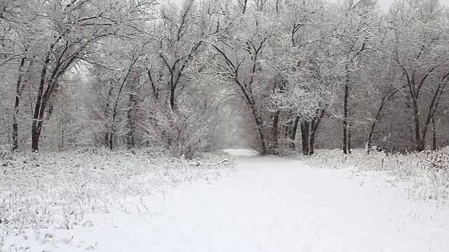 冬天公园里的降雪，树木被雪覆盖视频素材