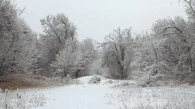 冬天公园里的降雪，树木被雪覆盖视频素材