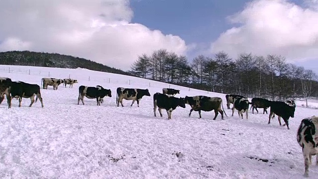 白雪覆盖的牧场上的一群牛视频素材