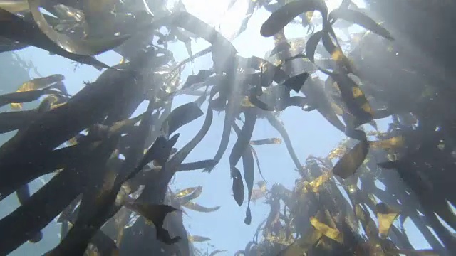 游过开普敦豪特湾美丽的海藻森林。透过海水和海藻仰望太阳视频素材