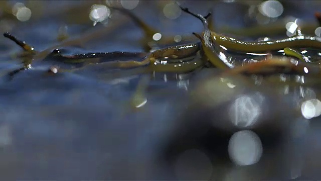 近距离拍摄海草在水面上浮动，然后选择聚焦在一只黑色海螺上视频素材