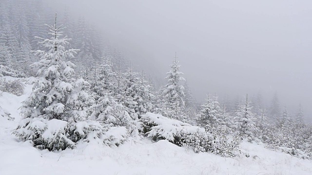 大雪覆盖了山上的冷杉树。慢动作视频素材