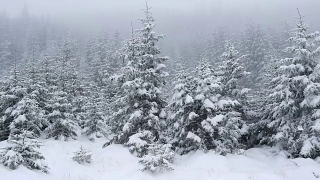 大雪覆盖了山上的冷杉树。慢动作视频素材