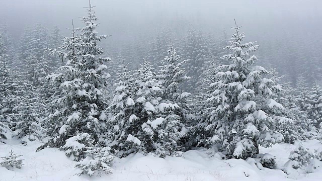 大雪覆盖了山上的冷杉树。慢动作视频素材