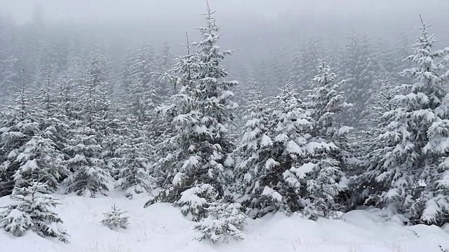 大雪覆盖了山上的冷杉树。慢动作视频素材