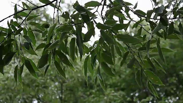 树枝上的树叶在暴风雨中视频素材