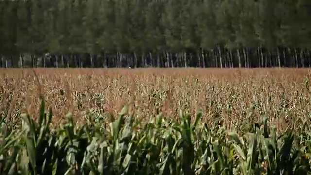 风中玉米田视频素材