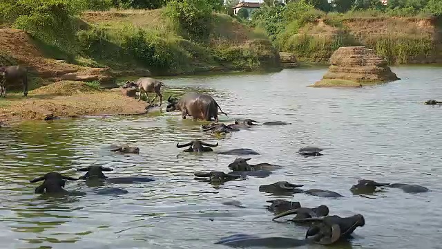 洗澡时水牛在水中视频素材