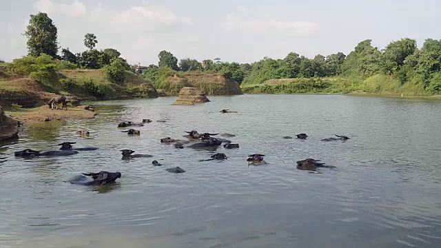 洗澡时水牛在水中视频素材