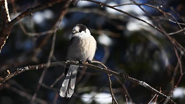 Gray Jay，来自Algonquin的Perisoreus canada视频素材