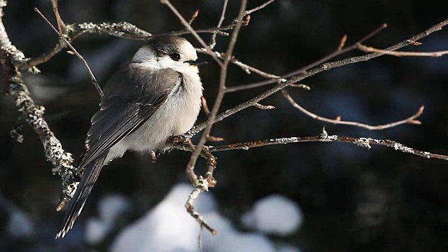 Gray Jay，加拿大Algonquin的Perisoreus canadensis视频素材