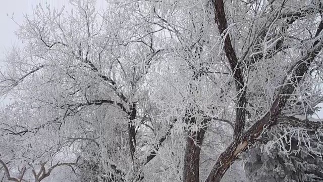 冬天的公园，树木被雪覆盖视频素材