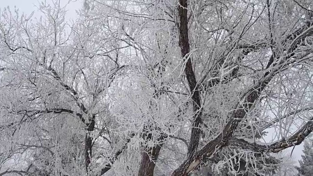 冬天的公园，树木被雪覆盖视频素材