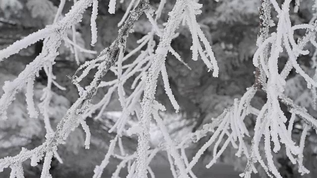 雪覆盖的树视频素材