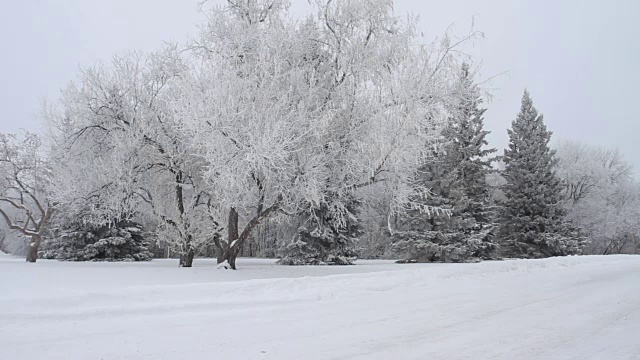 冬天的公园，树木被雪覆盖视频素材