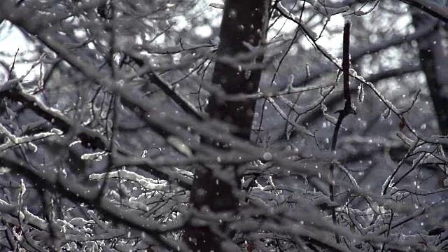 冬季森林的全景图视频素材