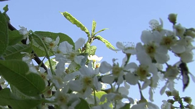 樱花盛开。相机移动视频素材