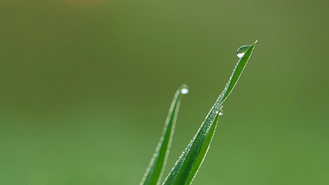 草地的背景。视频素材