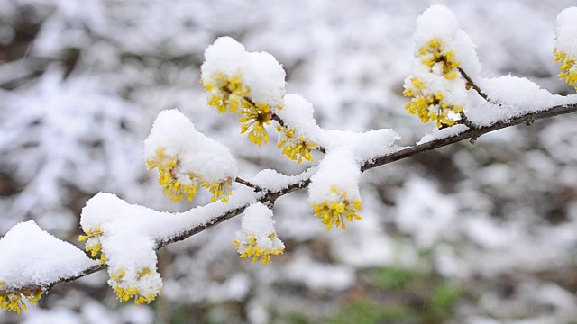 雪花落在盛开的樱花枝上视频素材