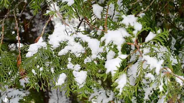 冬天雪花落在绿色的树枝上视频素材