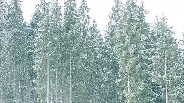 雪花落在雄伟的常绿冷杉上视频素材