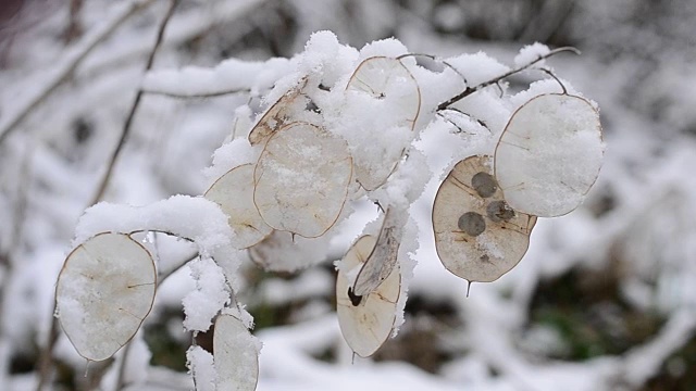 冬天的风景与雪花飘落在美丽的月牙心荚视频素材