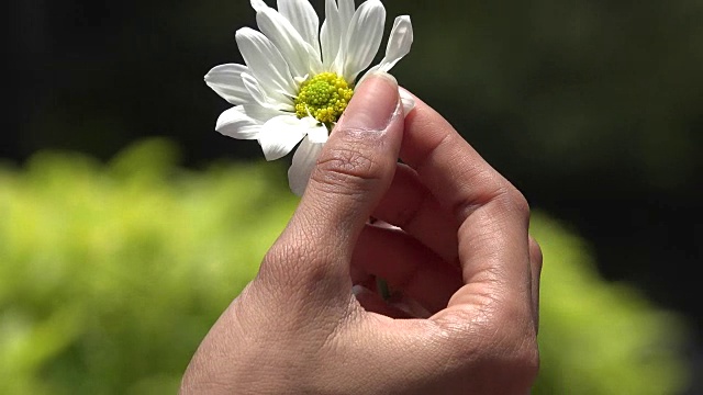 花，开花植物，自然视频素材