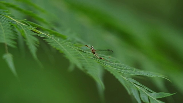 蜉蝣在蕨类植物上休息视频素材