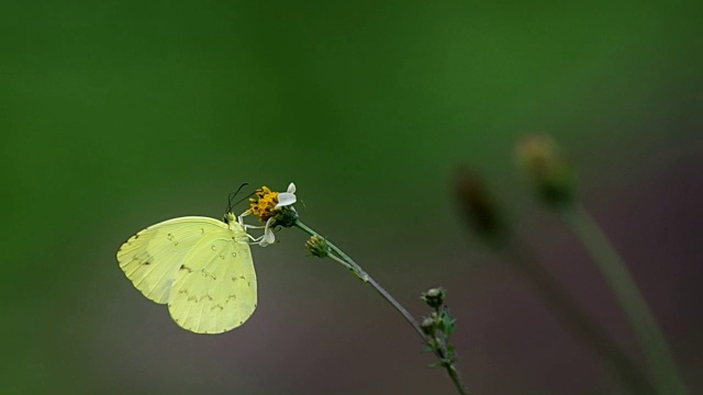 蝴蝶和杂草花视频素材