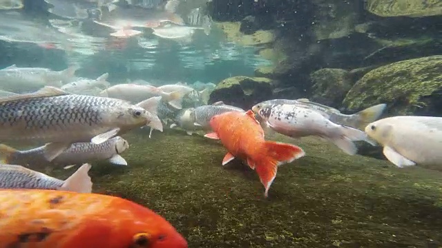 锦鲤池大鲤鱼在水下游泳视频素材