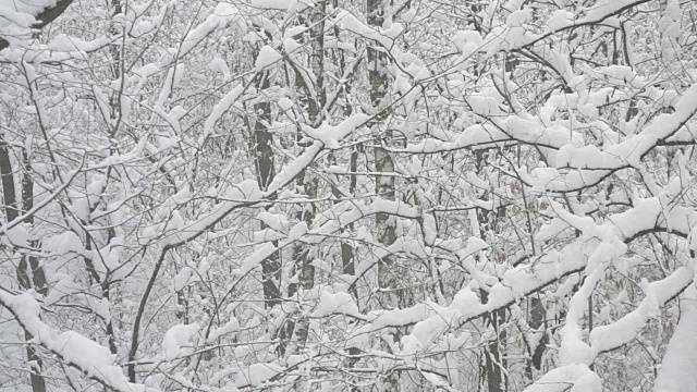 落在森林里的雪在光秃秃的树的背景下视频素材