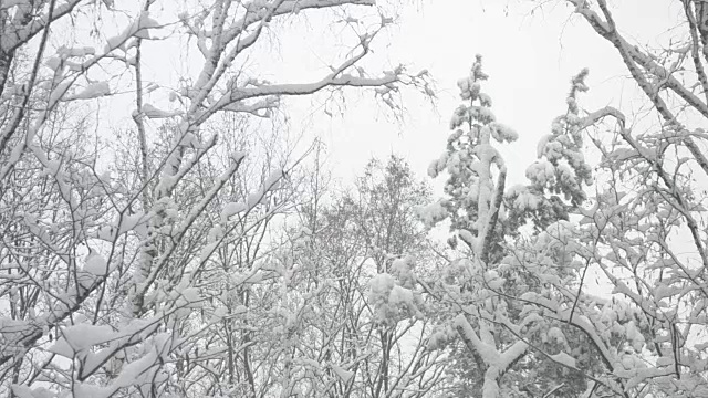 混合森林的树梢在风雪中轻轻摇摆视频素材