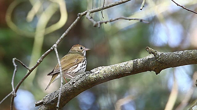 烤箱鸟，Seiurus aurocapilla，歌曲视频素材