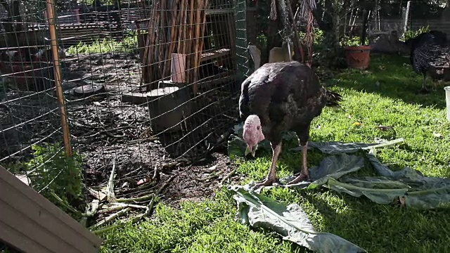 火鸡在田野里狼吞虎咽视频素材