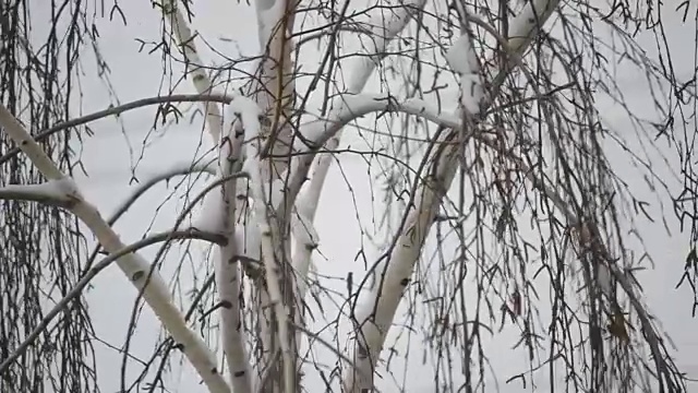 雪花落在无叶的桦树的背景上的特写视频素材