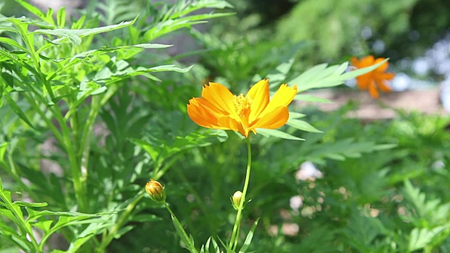 蝴蝶在田野里的黄花上视频素材