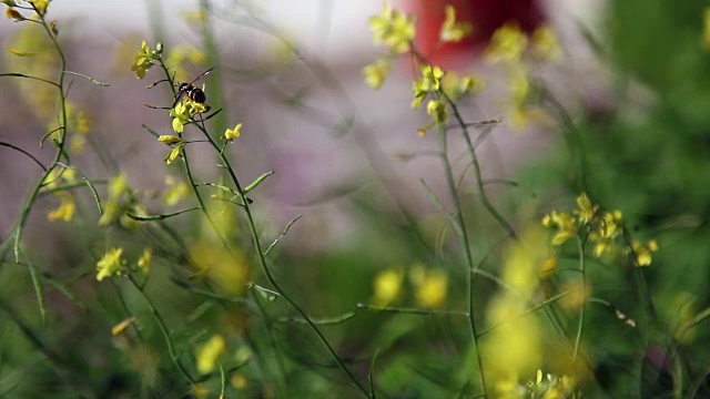 蜜蜂为花授粉视频下载