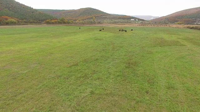 田园农场牧场视频素材