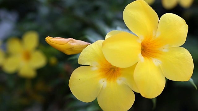 金色喇叭花的特写镜头(Allamanda cathartia)视频素材